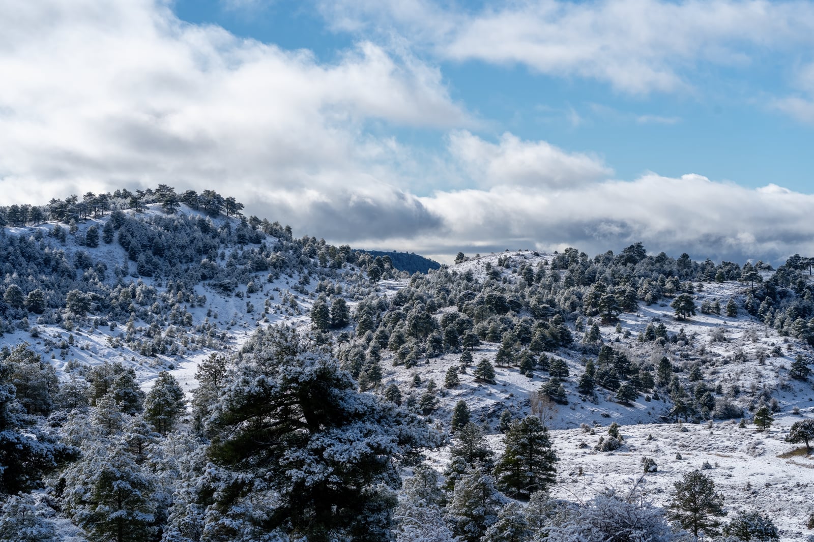 Fotos de stock gratuitas de al aire libre, árbol, árboles nevados