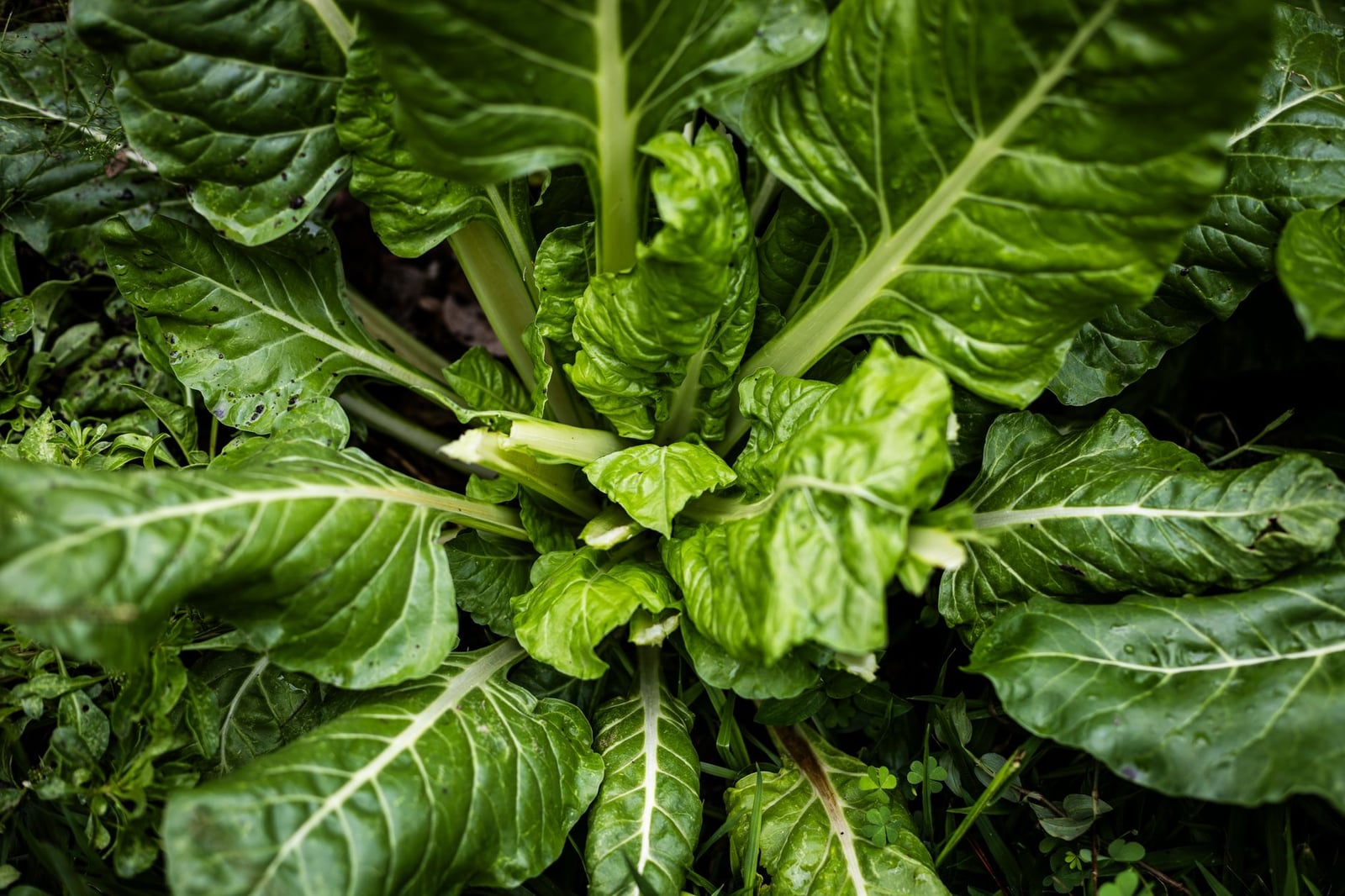 Vista superior de una acelga de un verde vibrante en un jardín, que muestra sus hojas frescas.