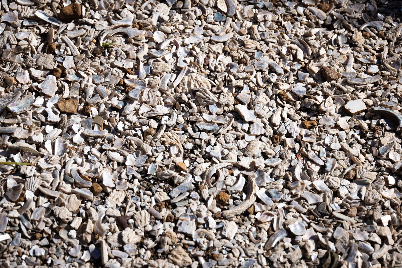 Primer plano detallado de fragmentos de conchas marinas rotas que crean un patrón texturizado y natural en la superficie de una playa.