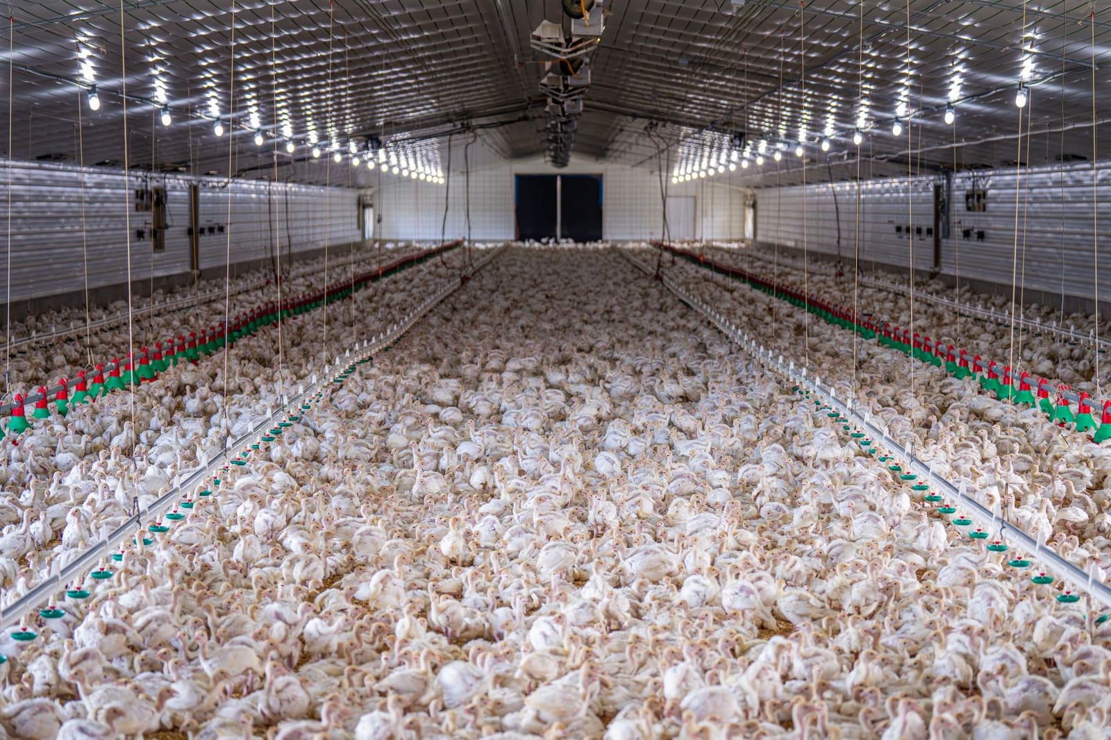 Un gran grupo de pollos dentro de una moderna instalación avícola.
