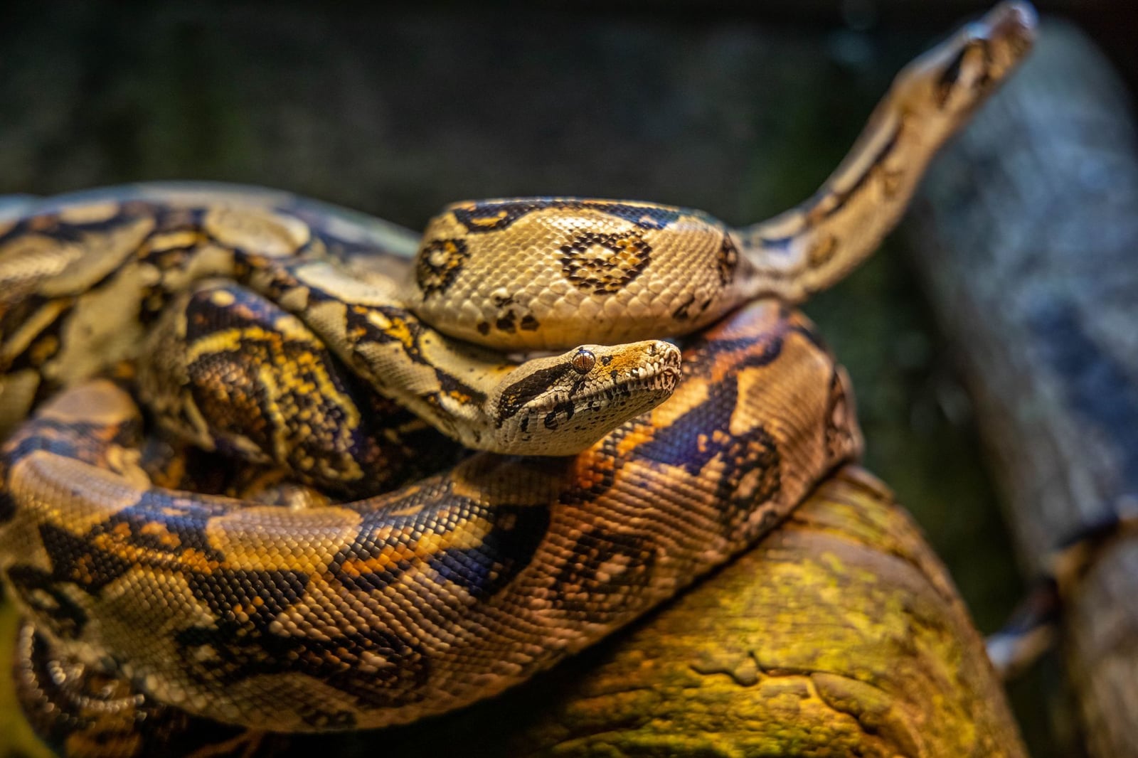 Primer plano detallado de una vívida boa constrictora que muestra patrones intrincados de escamas en su hábitat natural.