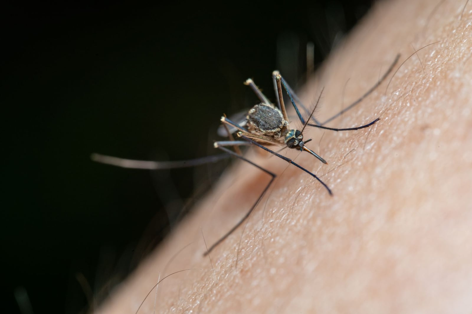 Toma macro detallada de un mosquito en piel humana, destacando la naturaleza y la vida de los insectos.